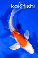 5.25" HARIWAKE BUTTERFLY