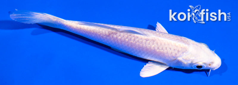 4" GINRIN PLATINUM OGON