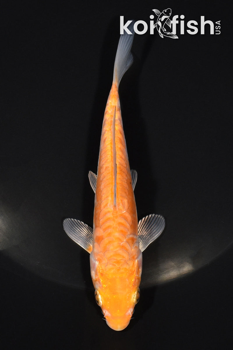5.25" METALLIC ARAGOKE OCHIBA SHIGURE