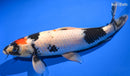 14" MARUTEN SHOWA