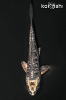 4" KIKOKURYU