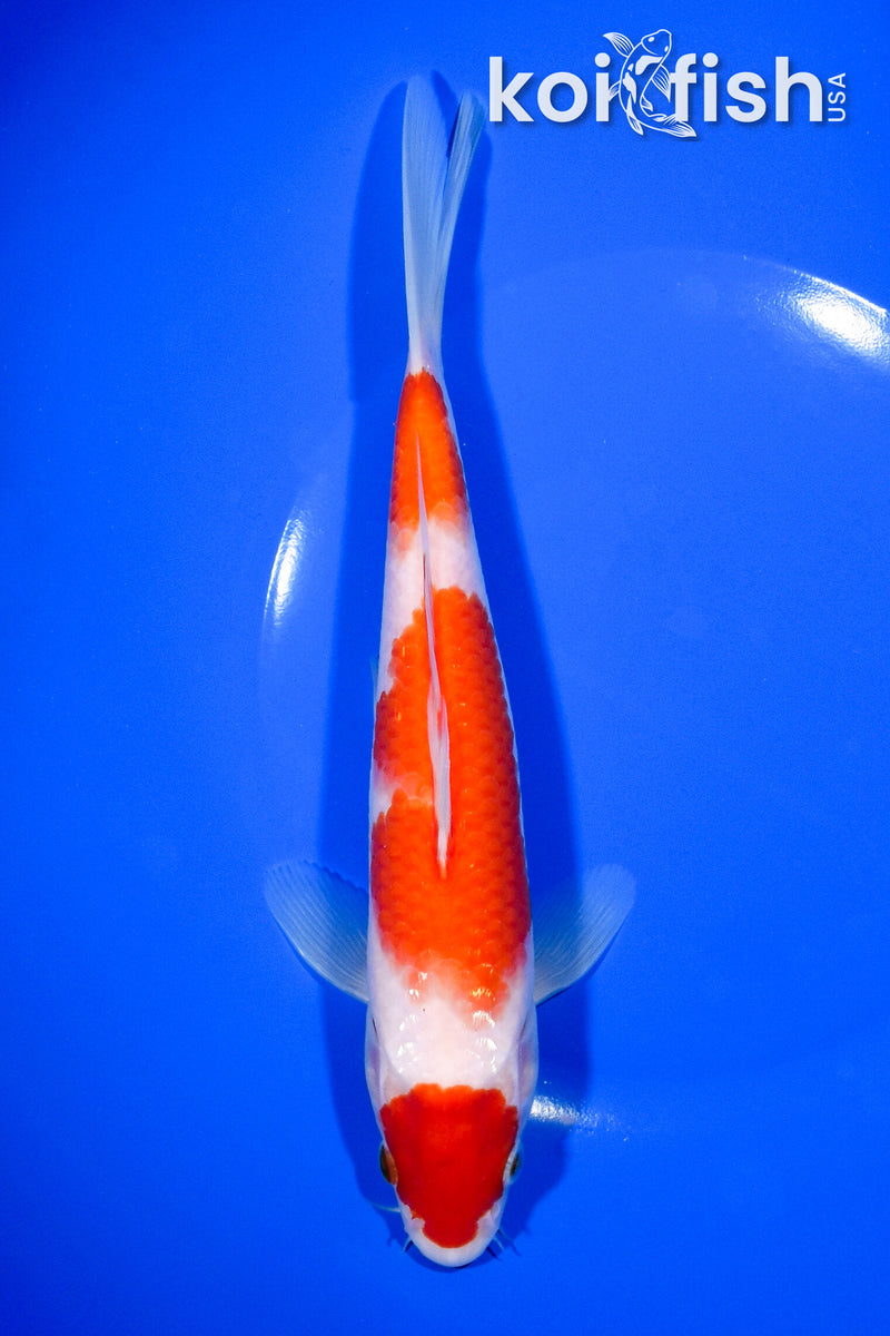 8.25" MARUTEN KOHAKU