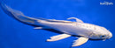 10.25" DOITSU PLATINUM OGON BUTTERFLY