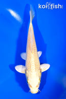 6.5" YAMABUKI OGON