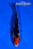 4" SANKE