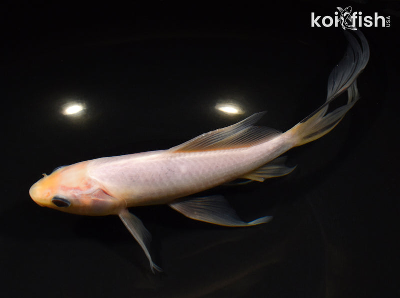 8.5" SARASA COMET GOLDFISH