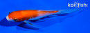 5" KOHAKU BUTTERFLY