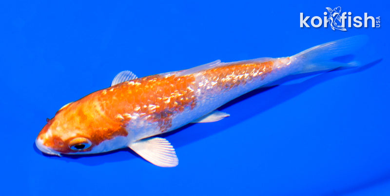 5.25" GINRIN HARIWAKE