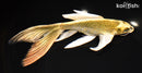 8.5" KI MATSUBA BUTTERFLY