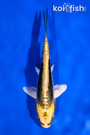 4" KIN KIKOKURYU