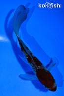 5.5" GINRIN OCHIBA SHIGURE BUTTERFLY