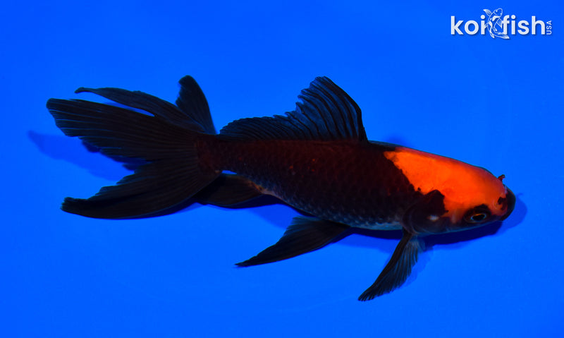 5.75" WATONAI GOLDFISH
