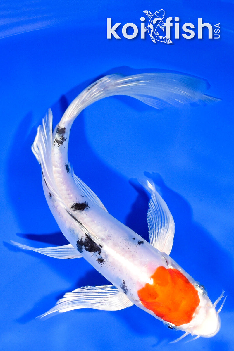 8.5" TANCHO HEISEI NISHIKI BUTTERFLY