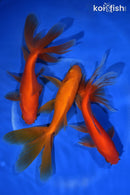 PACK OF (3) 5.5-6" WATONAI GOLDFISH