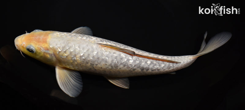 9.75" GINRIN SOROGOI
