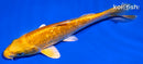 6" GINRIN YAMABUKI OGON