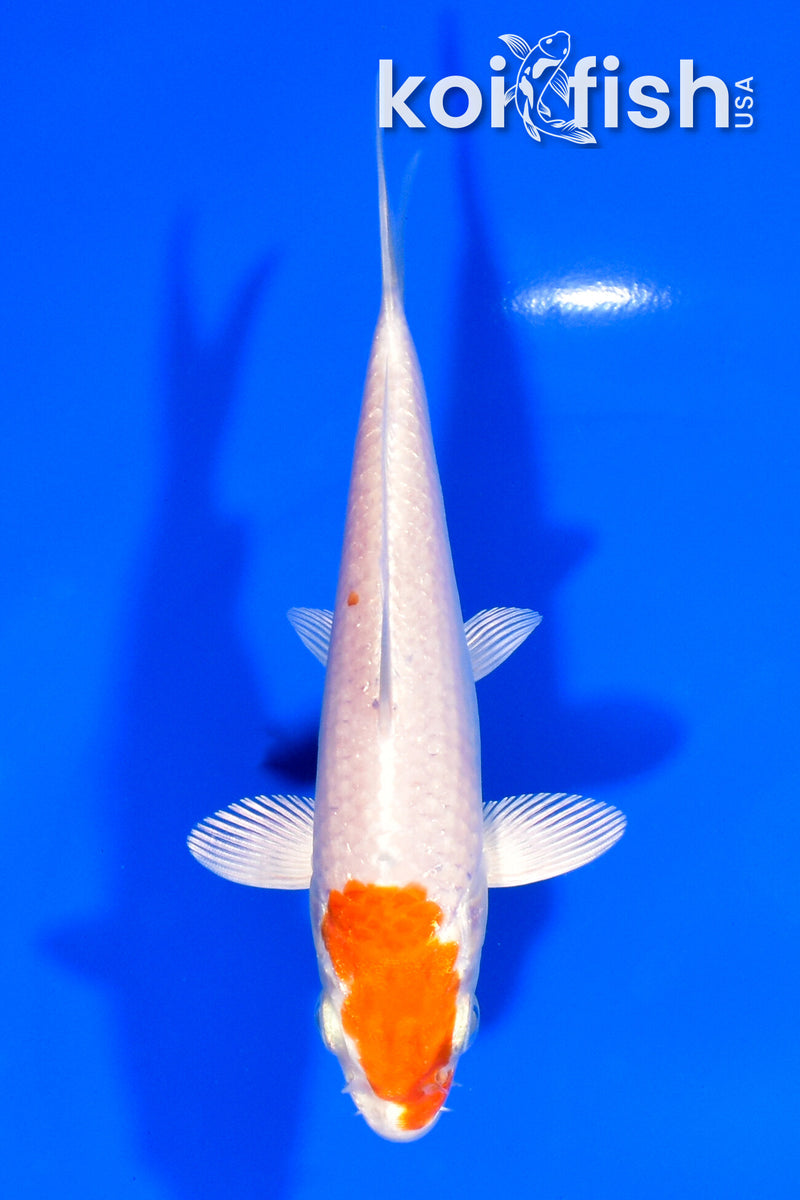5" HARIWAKE