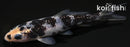 3.75" GINRIN SHIRO UTSURI