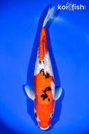 14.25" GINRIN SANKE