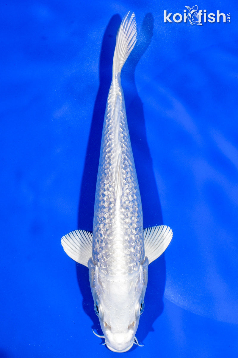 7.5" GINRIN PLATINUM OGON