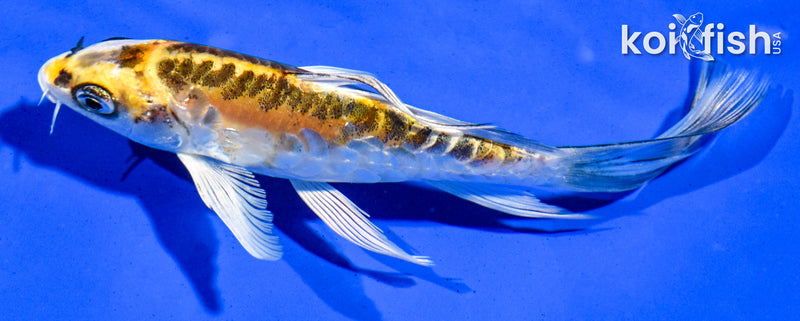 4.5" ARAGOKE KIN KIKOKURYU BUTTERFLY