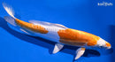 11.75" KIKUSUI