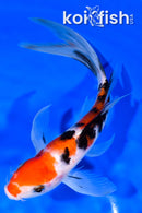 7.75" SANKE BUTTERFLY