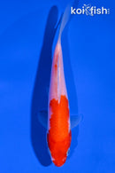 5.5" KOHAKU
