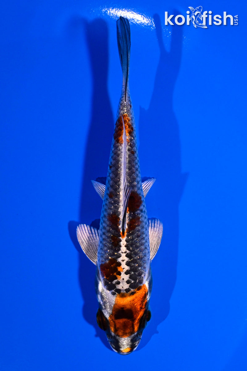 4.5" BENI GINGA