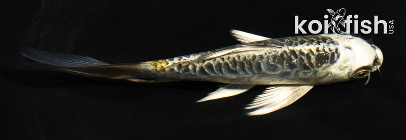 5" ARAGOKE KUJAKU BUTTERFLY
