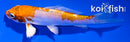 4.5" KIKUSUI