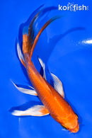 6" ORENJI OGON BUTTERFLY