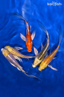 PACK OF (5) 3.75-4.75" BUTTERFLY KOI