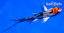 4.5" HEISEI NISHIKI BUTTERFLY