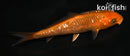4" GINRIN CHAGOI