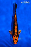 5.5" DOITSU ORENJI MATSUBA
