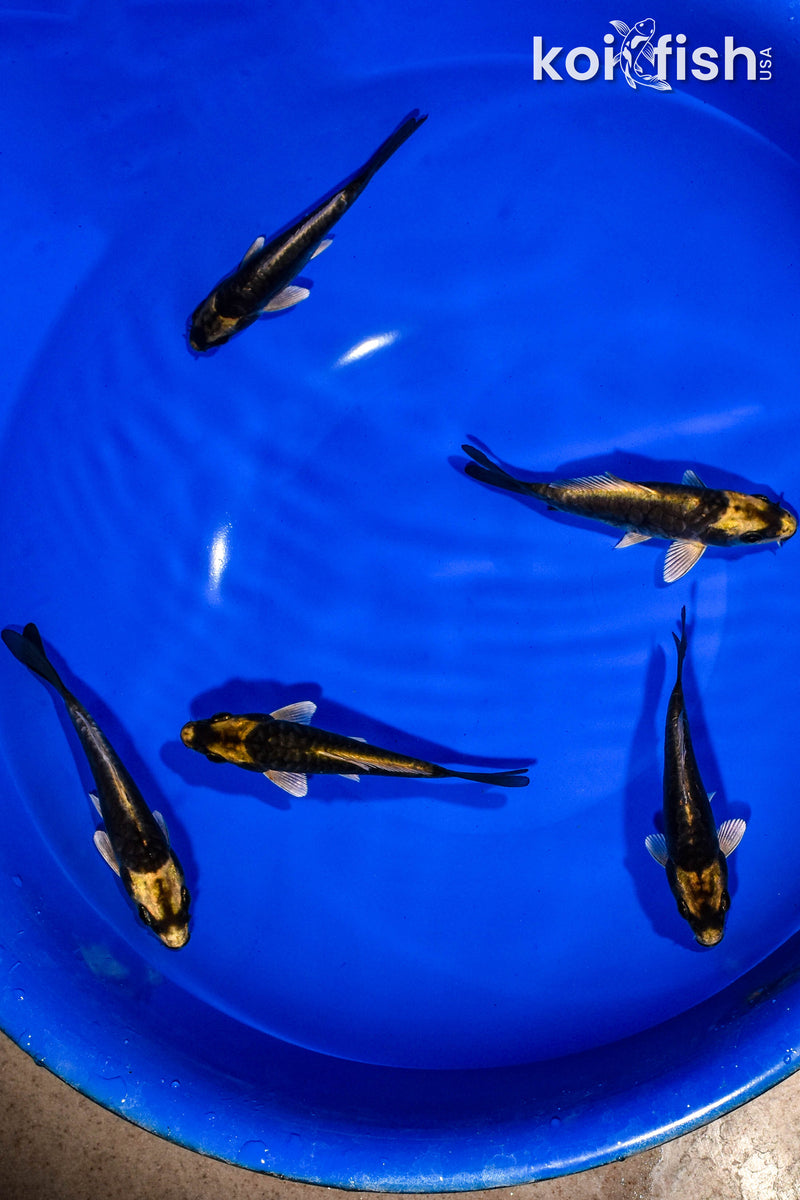 PACK OF (5) 3-4" KABUTO KOI