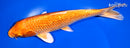 9.5" GINRIN ORENJI OGON