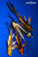 PACK OF (5) 5-6" BUTTERFLY KOI