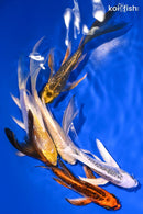 PACK OF (5) 4.5-5.5" BUTTERFLY KOI