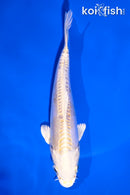 5.5"DOITSU LEMON HARIWAKE