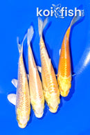 PACK OF (4) 3.75-4" MIXED STANDARD KOI