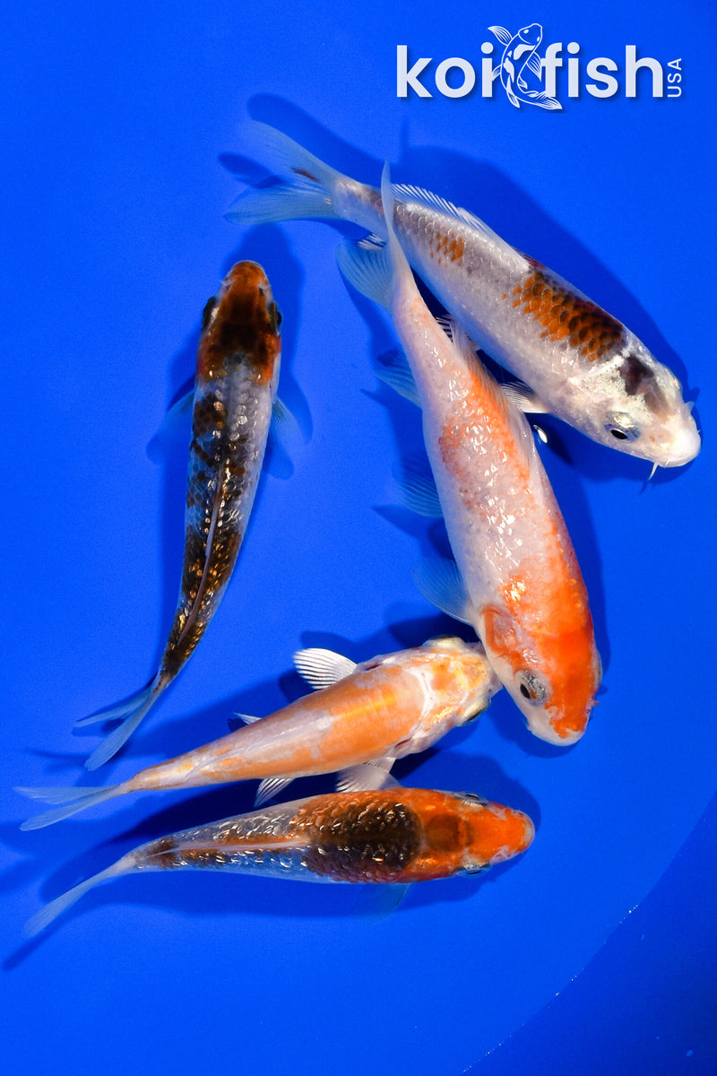 PACK OF (5) 3.25"- 3.75" STANDARD KOI