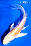 5.75" DOITSU LEMON HARIWAKE BUTTERFLY