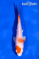 4" HARIWAKE