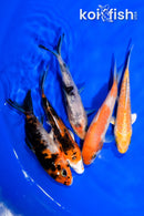 PACK OF (5) 3.75-4" STANDARD KOI
