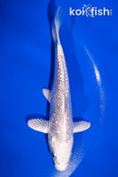 4.5" GINRIN PLATINUM OGON