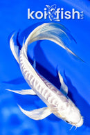 7.25" ARAGOKE PLATINUM OGON BUTTERFLY