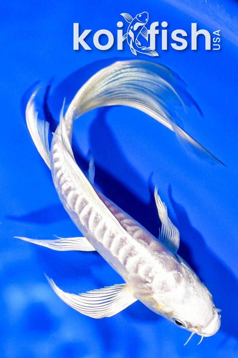 7.25" ARAGOKE PLATINUM OGON BUTTERFLY