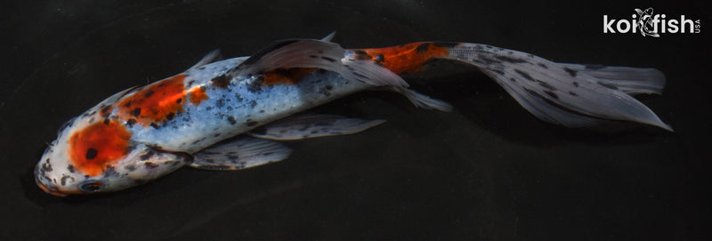 8" SHUBUNKIN GOLDFISH